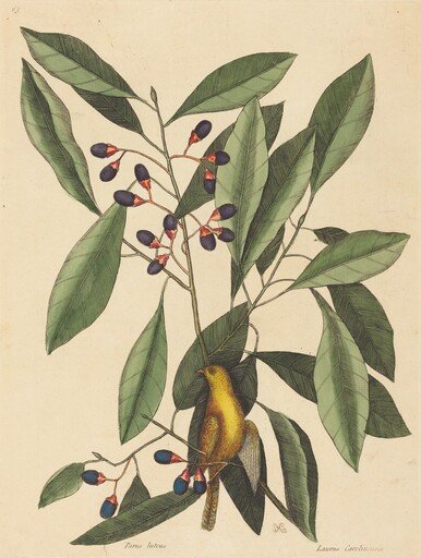 The Yellow Titmouse (Motacilla trochilus)