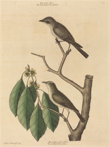 The Little Brown Flycatcher