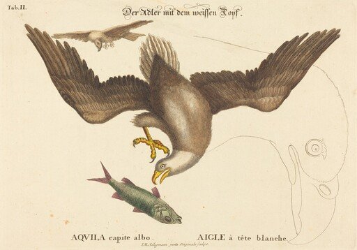 The Bald Eagle (Falco leucocephalus)