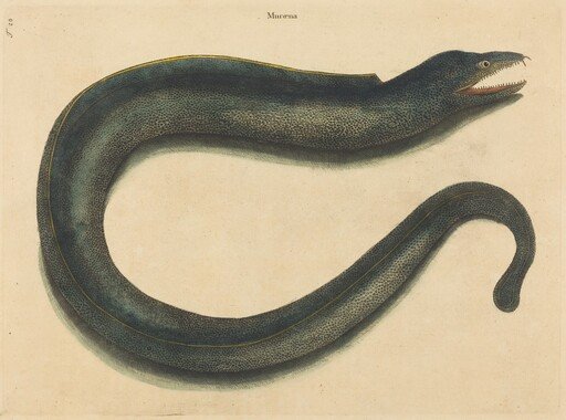 The Muray (Muraena helena)