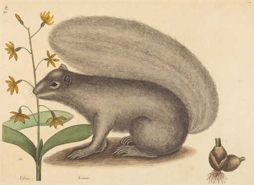 The Grey Fox Squirrel (Sciurus cinereus)