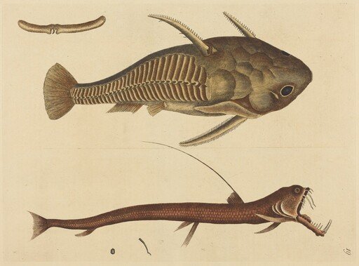 The Viper-mouth (Silurus cataphractus)