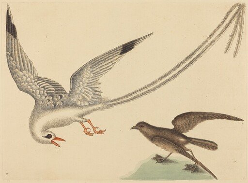 The Rice-bird (Emberiza oryzivora)