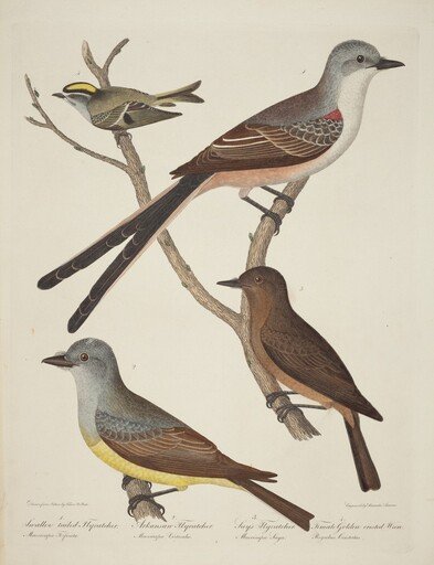 Swallow-tailed Flycatcher, Arkansas Flycatcher, Say's Flycatcher, and Female Golden-crested Wren