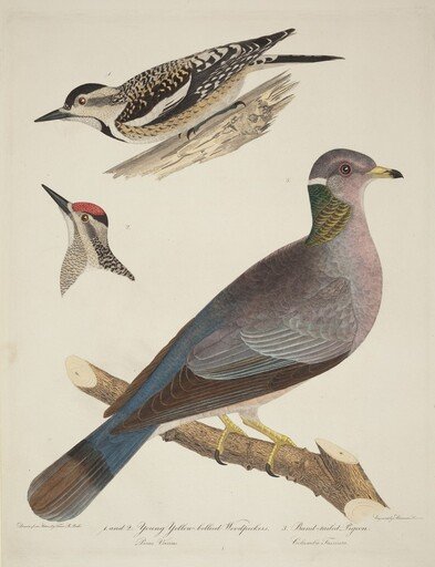 Young Yellow-bellied Woodpeckers and Band-tailed Pigeon
