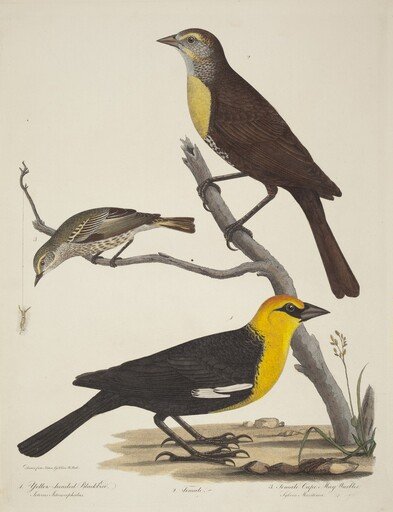 Yellow-headed Blackbird, Female Blackbird, and Female Cape May Warbler