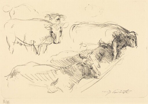 Kühe (Cows)