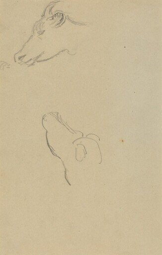 Head of a Cow [recto]