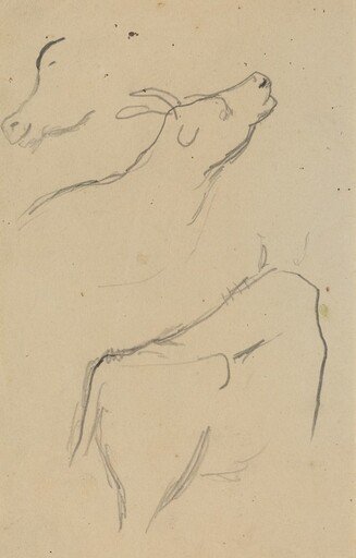 Studies of a Cow [verso]