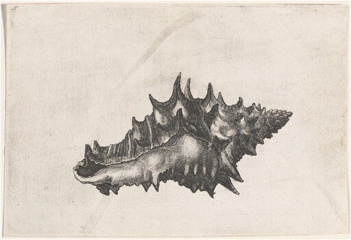 Shell (Vasum ceramicum)