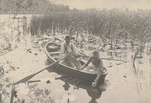 Gathering Water-Lilies