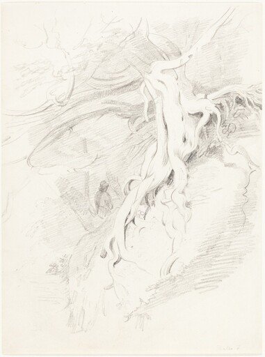 The Yew at Clifton