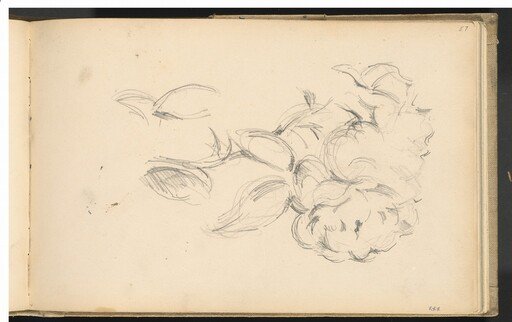 Peonies