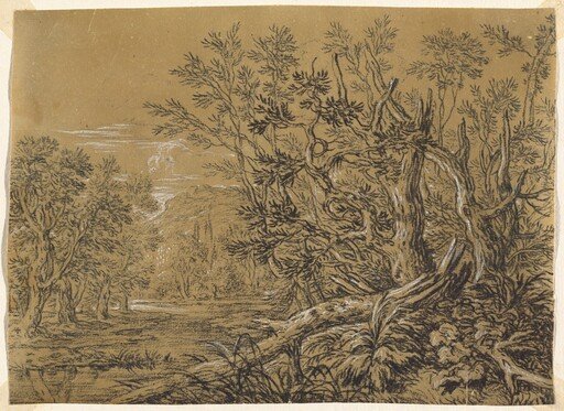 Stream through an Ancient Forest