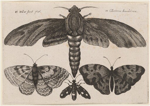 Moth and Three Butterflies