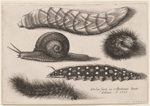 Four Caterpillars and a Snail