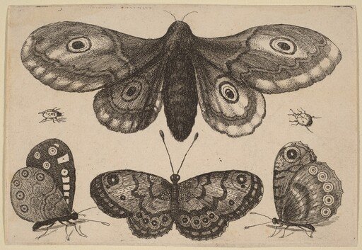 Moth, Three Butterflies, and Two Beetles