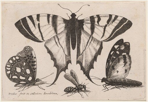 Two Butterflies, a Wasp, and a Moth