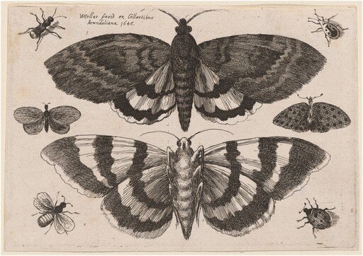 Two Moths and Six Insects