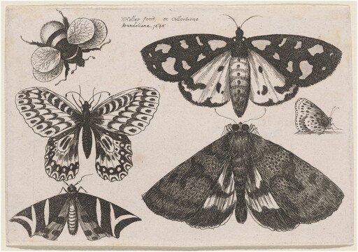 Three Moths, Two Butterflies, and a Bumble Bee