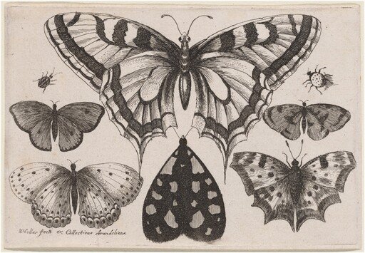 Five Butterflies, a Moth, a Beetle, and a Spider