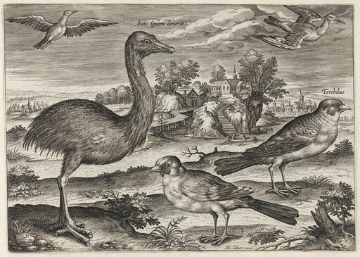 Double-Wattled Cassowary and Finches