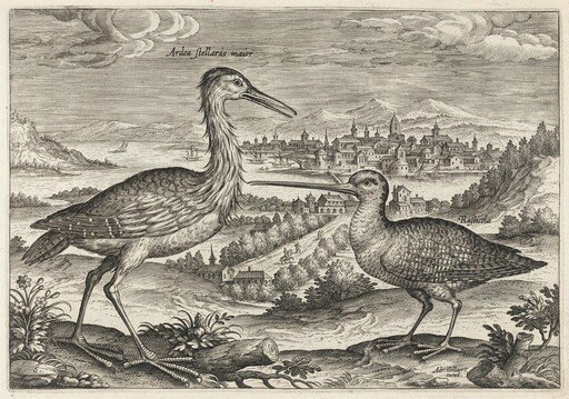 Heron and Snipe