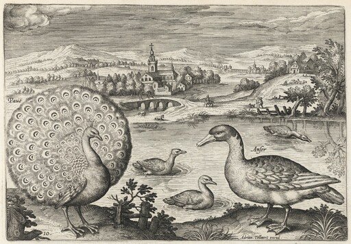 Peacock and Goose