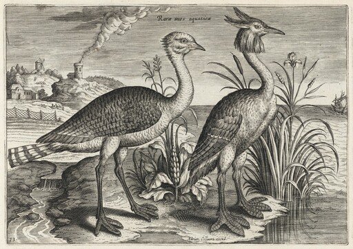 Bustard and Great Crested Grebe
