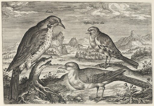 Lark and Two Smaller Birds