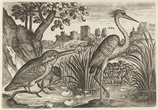 Kingfisher and Grey Heron