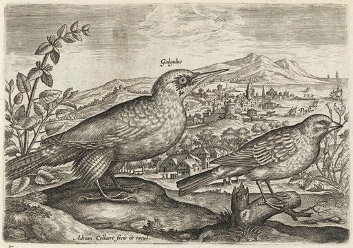 Woodpecker and Bunting
