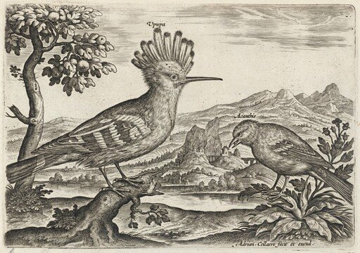 Hoopoe and Linnet
