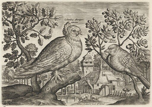 Pigeon and Finch