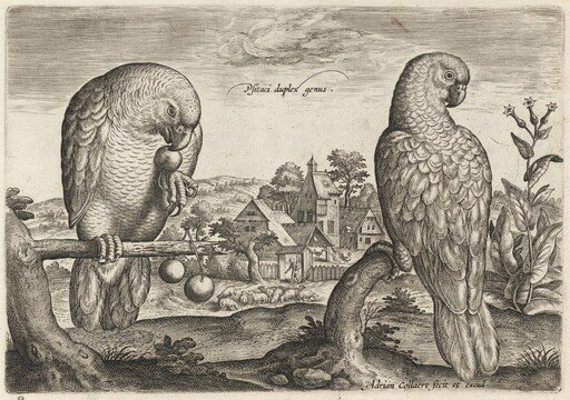 Two Grey Red-Tailed Parrots