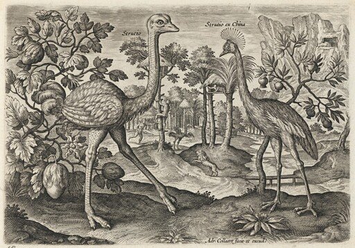 Ostrich and Crowned Crane