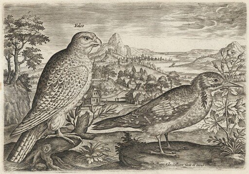 Kestrel and Great Spotted Woodpecker