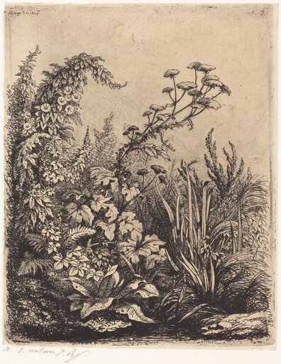 La petite berle aux liserons (Small Water-parsnip with Bindweed)