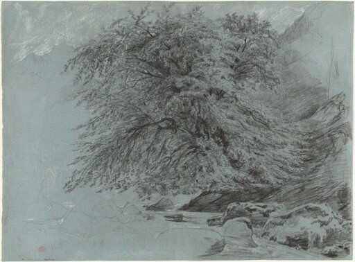 A Wild Beech in Full Leaf