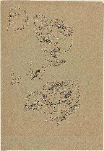 Chicks