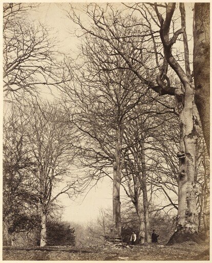 Queen Adelaide's Beech