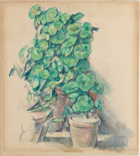 Geraniums
