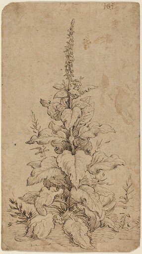 A Foxglove in Bloom