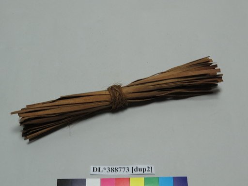splints, bundle of