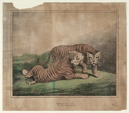 Tigers