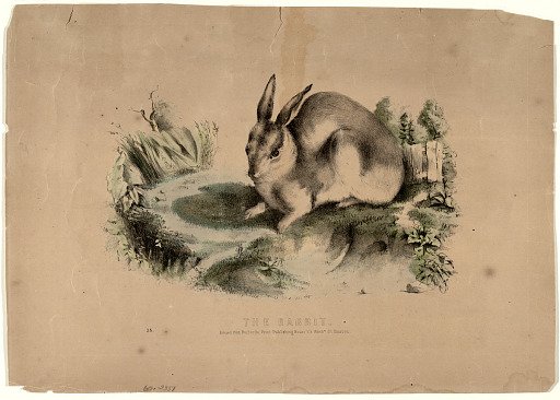 The Rabbit