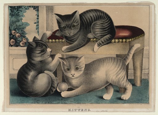 Kittens