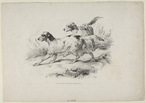 Untitled (Two dogs)