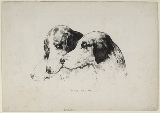 Untitled (Heads of three dogs)