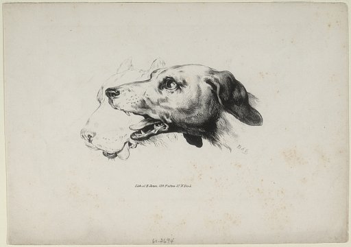 Untitled (Portrait heads of two dogs)